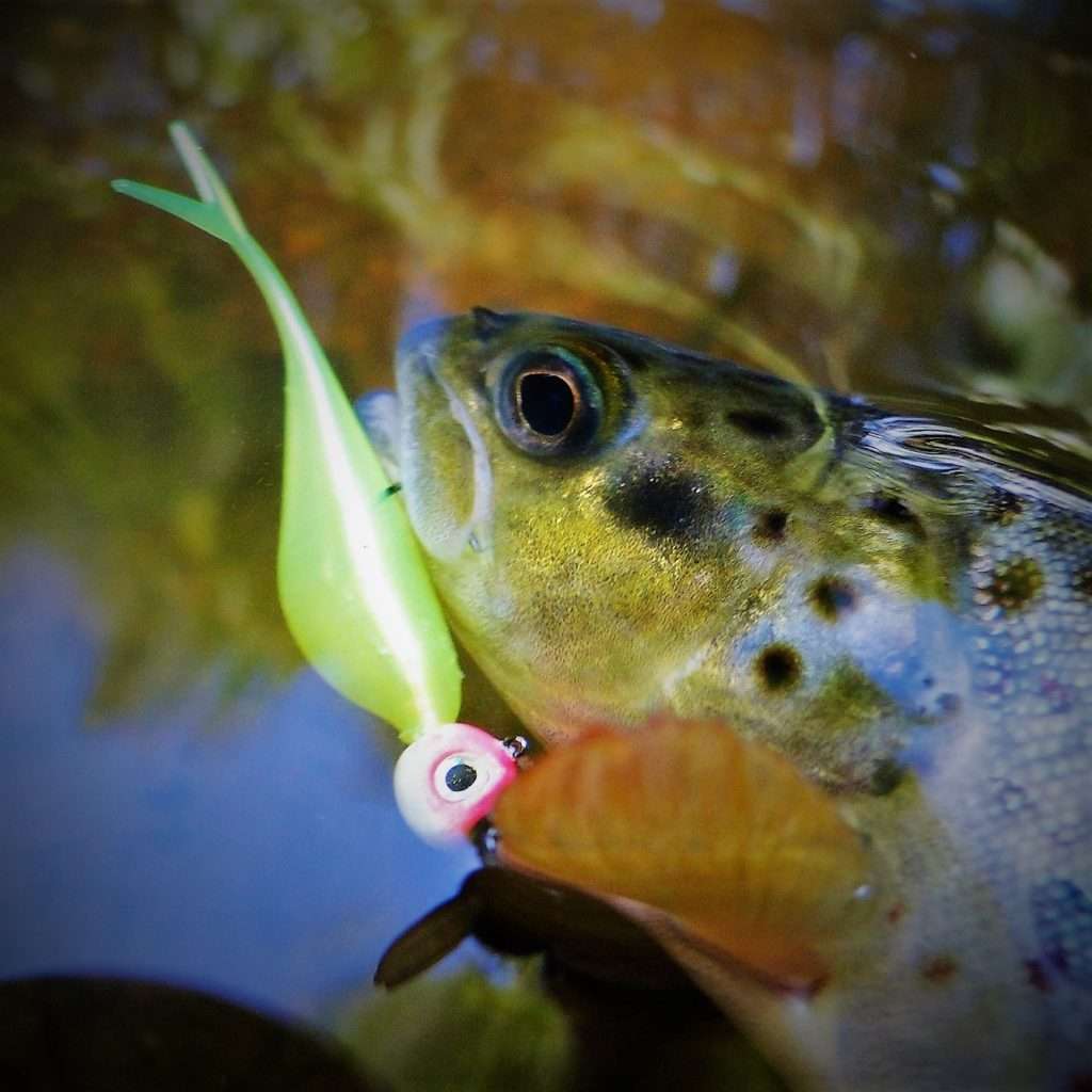 Belle fario prise au Fin’s Shad Lunker City