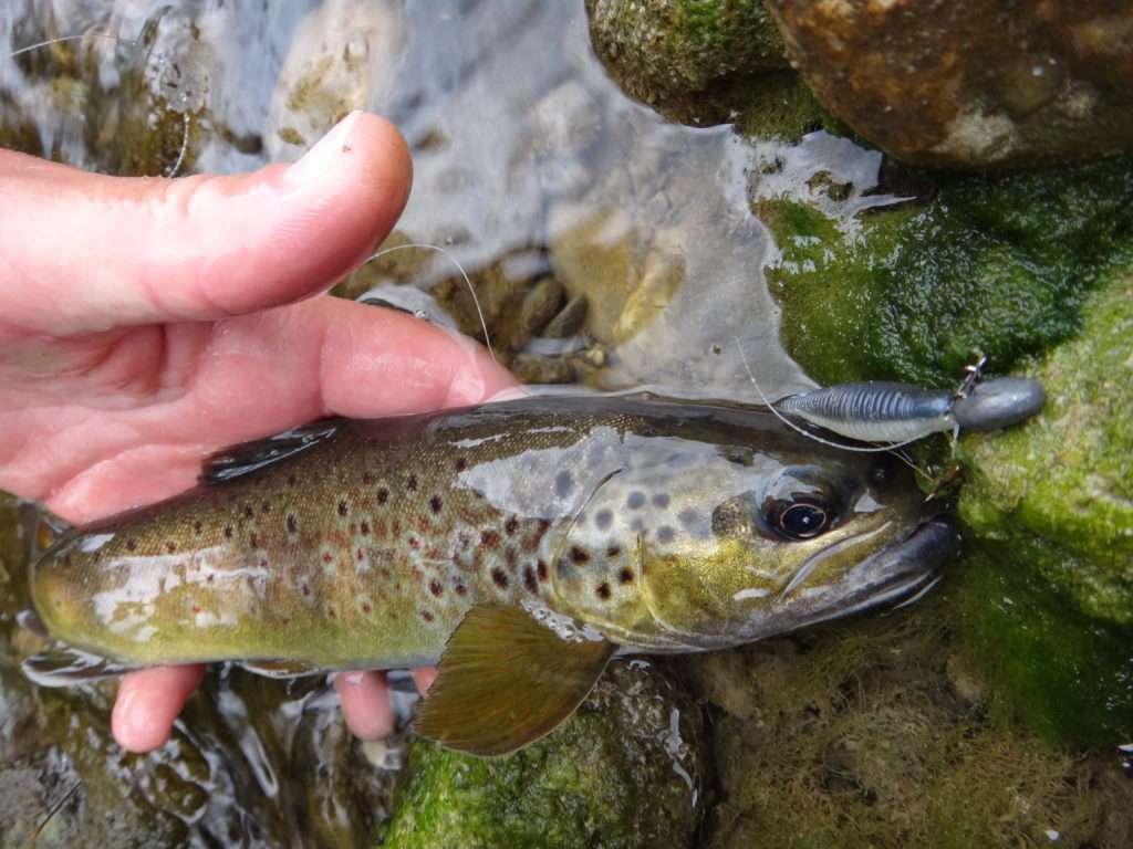 Fario prise au Grubster Lunker City monté sur une tête plombée dotée d’un petit stinger