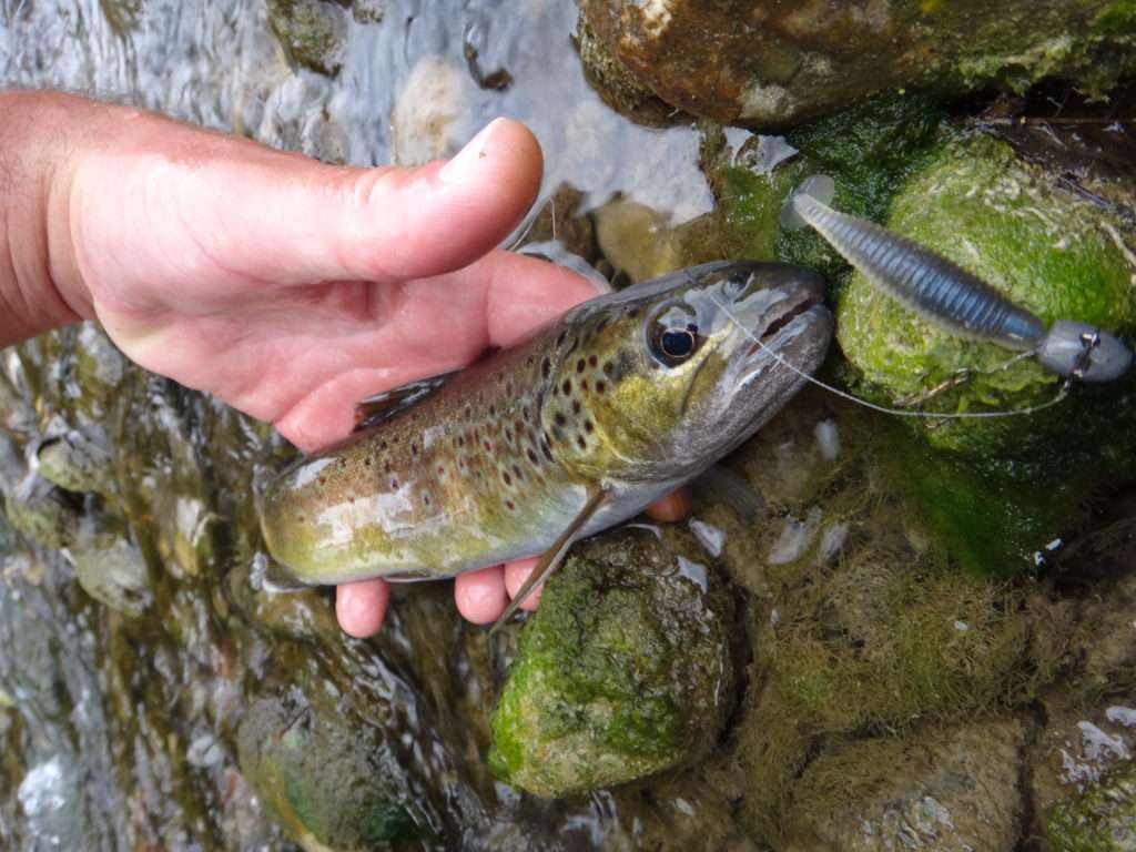 Fario prise au Grubster Lunker City monté sur une tête plombée dotée d’un petit stinger