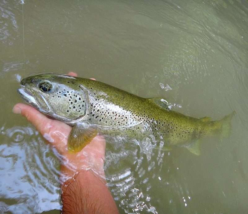 Pêchez la truite aux leurres souples ! - Blog Flashmer