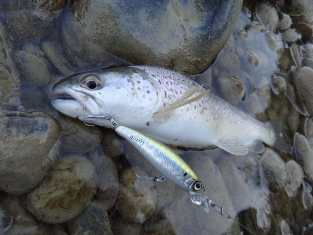 L’Eba Minnow est un incontournable pour la truite