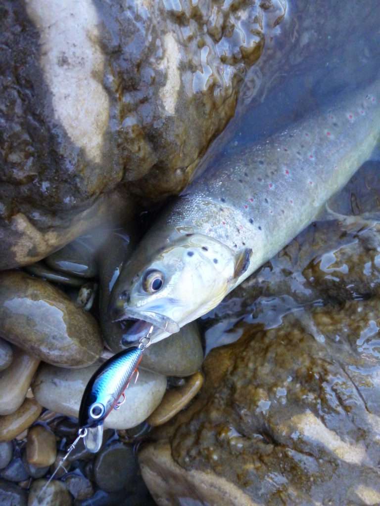 Le L-Minnow permet de pêcher creux