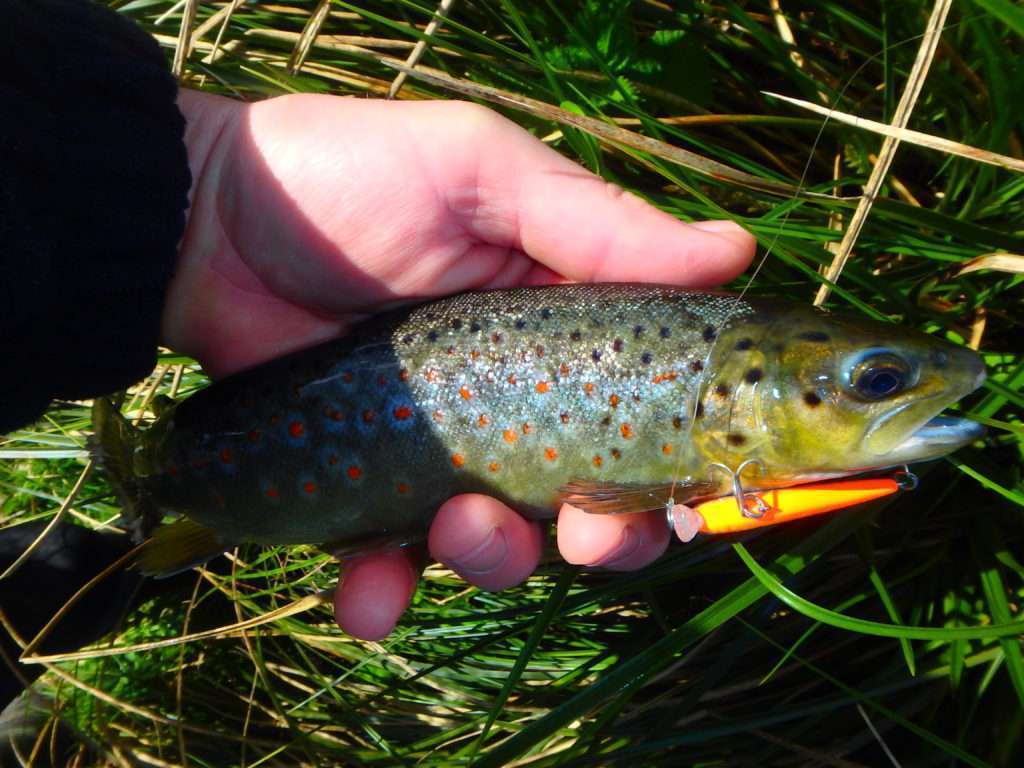 Un minnow au ventre orange rappellera la livré d’un vairon mâle