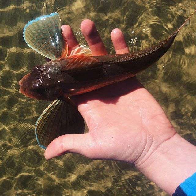 Le rouget grondin est un poisson aussi beau que surprenant !