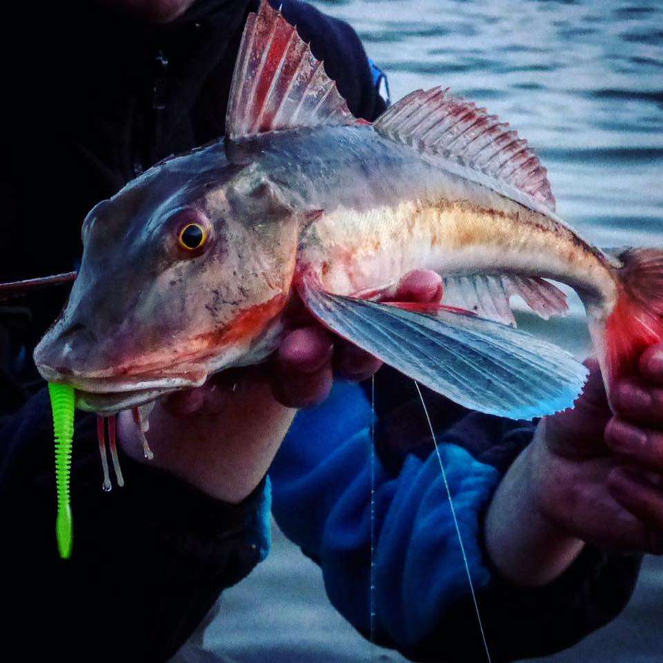 Ce rouget grondin n’a pas hésité à attaquer ce Ribster coloris limetreuse !