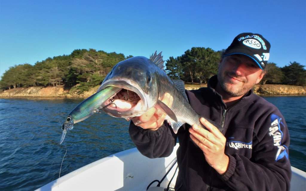 Le coloris Gizzard Shad reproduit fidèlement la livrée d’un véritable poisson fourrage ! 