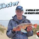 Ribster : le worm au top pour le rouget grondin