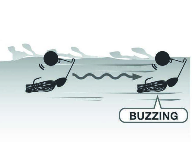 Le 3DB Knuckle Bait Yo-Zuri  peut être manié en buzzing en surface
