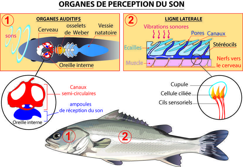 Les poissons sentent les ondes basses fréquences par leur ligne latérale