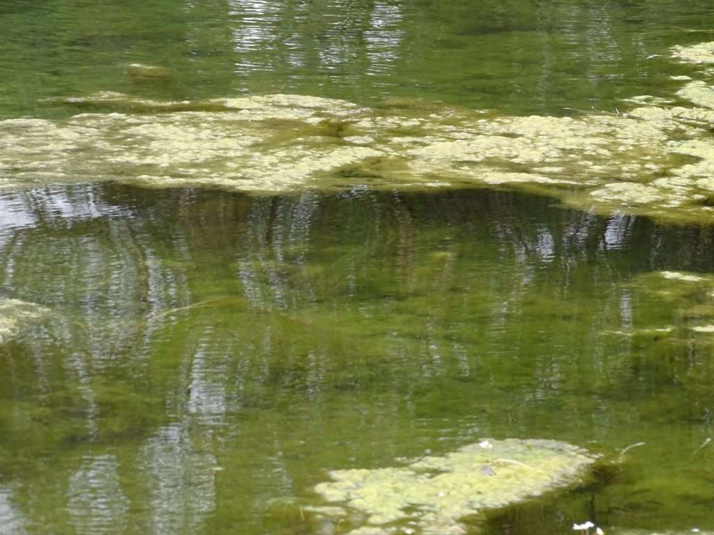 Un beau brochet en poste à proximité d’un herbier