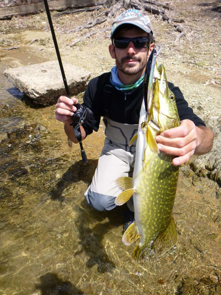 Avec ses flancs hyper lumineux, le Crystal Laser Yo-Zuri est hyper efficace sur le brochet par eaux claires