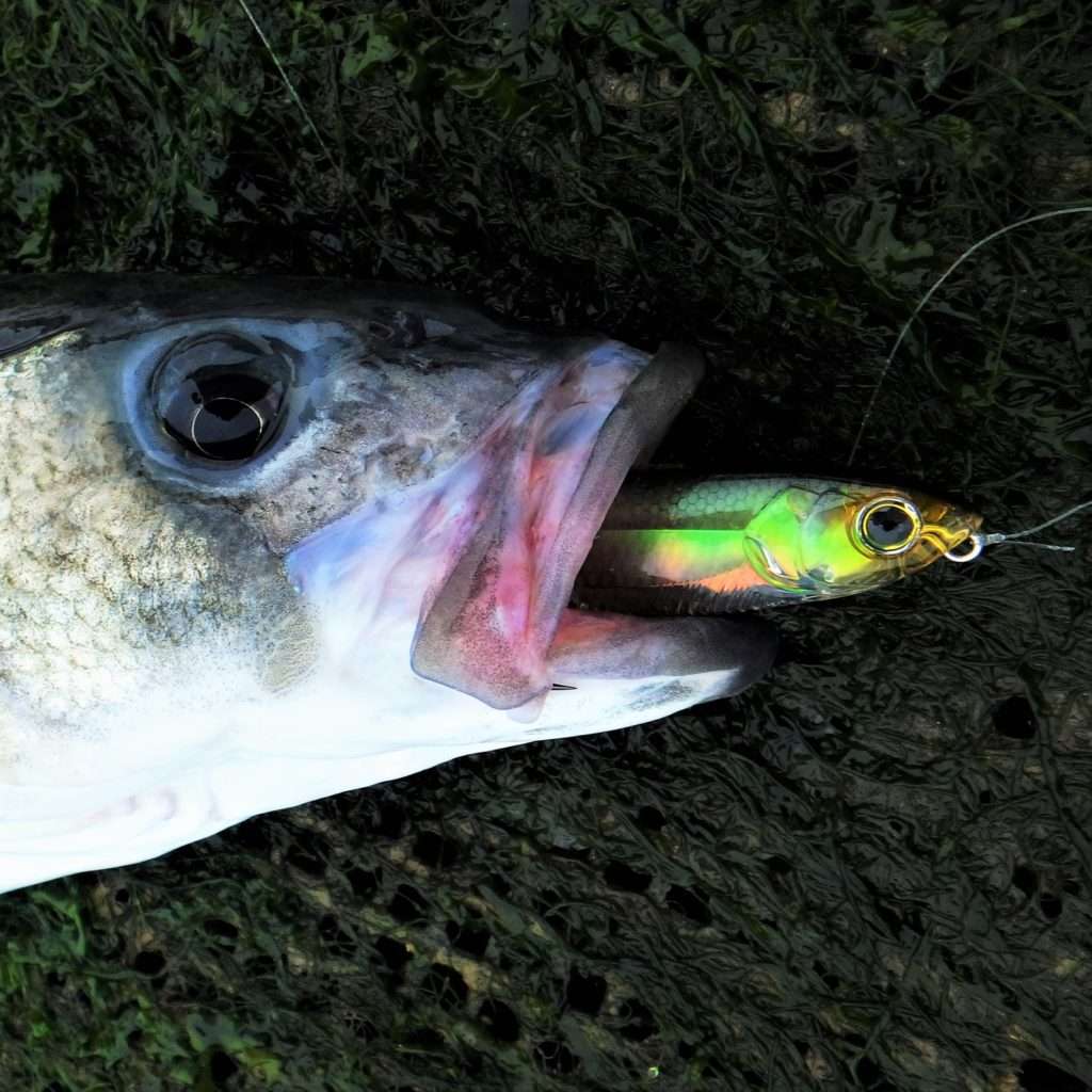 Manié en long slides, le 3DR Pencil sélectionne les beaux poissons