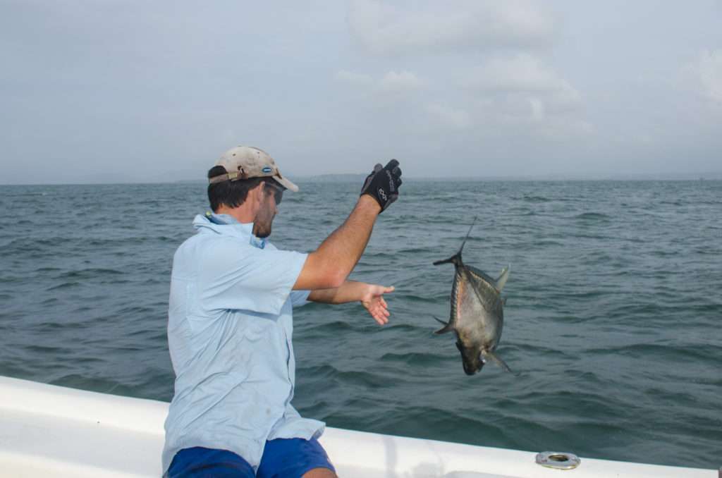 Relâche du poisson une fois tagué