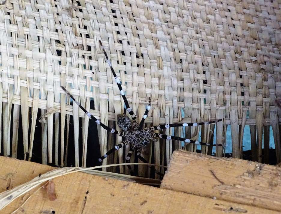 Araignée géante
