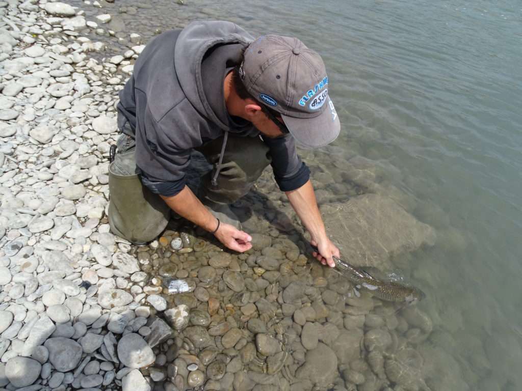 Le chevesne est un poisson robuste qui se relâche bien ! 