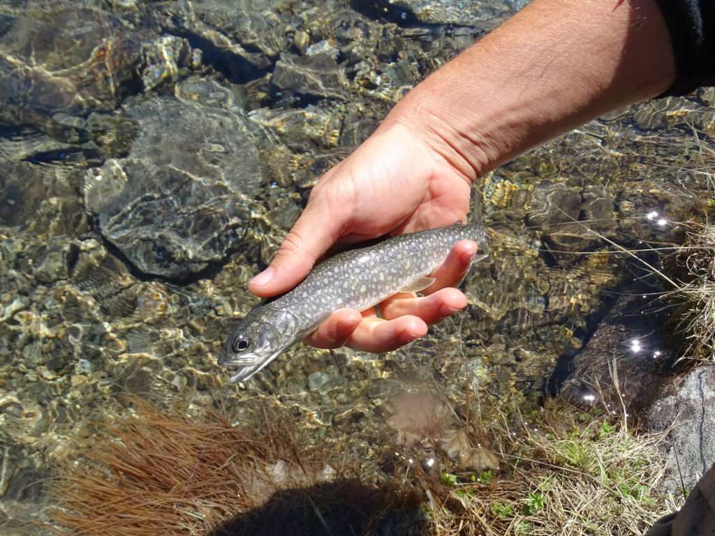 La bombette permet de pêcher dans toutes les strates d’eau