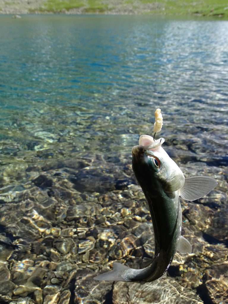 La bombette est ultra efficace sur les salmonidés des lacs d’altitude