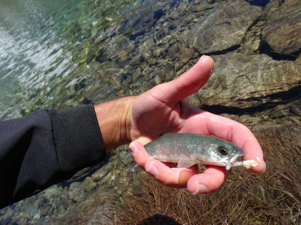 La bombette est ultra efficace sur les salmonidés des lacs d’altitude