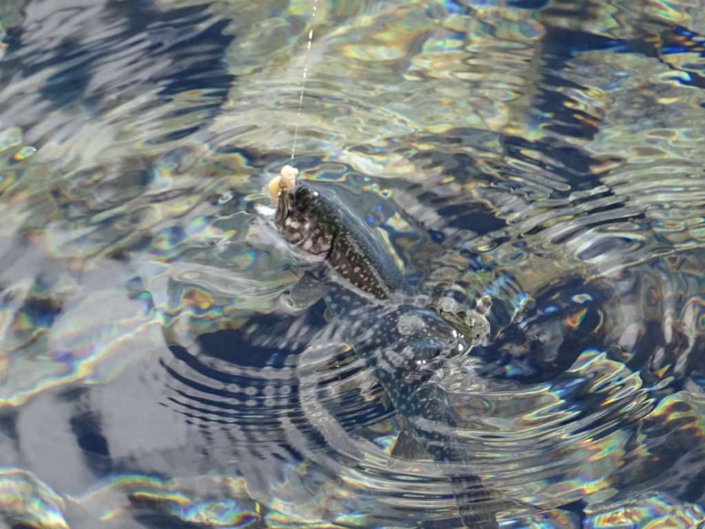 Bien que de petites tailles, les salmonidés de montagne sont très vigoureux