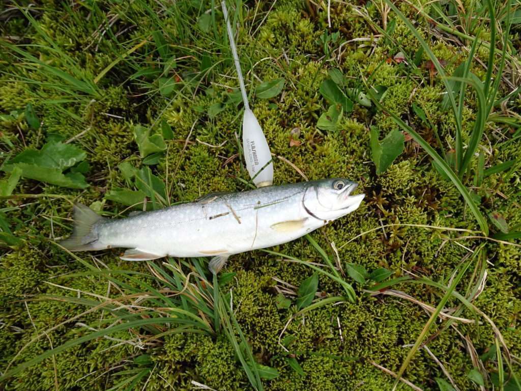 La bombette est ultra efficace sur les salmonidés des lacs d’altitude