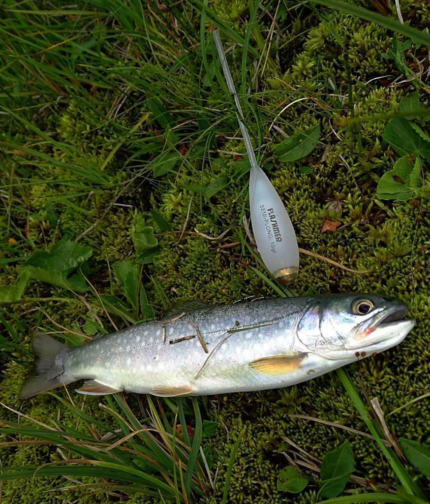 La bombette est ultra efficace sur les salmonidés des lacs d’altitude