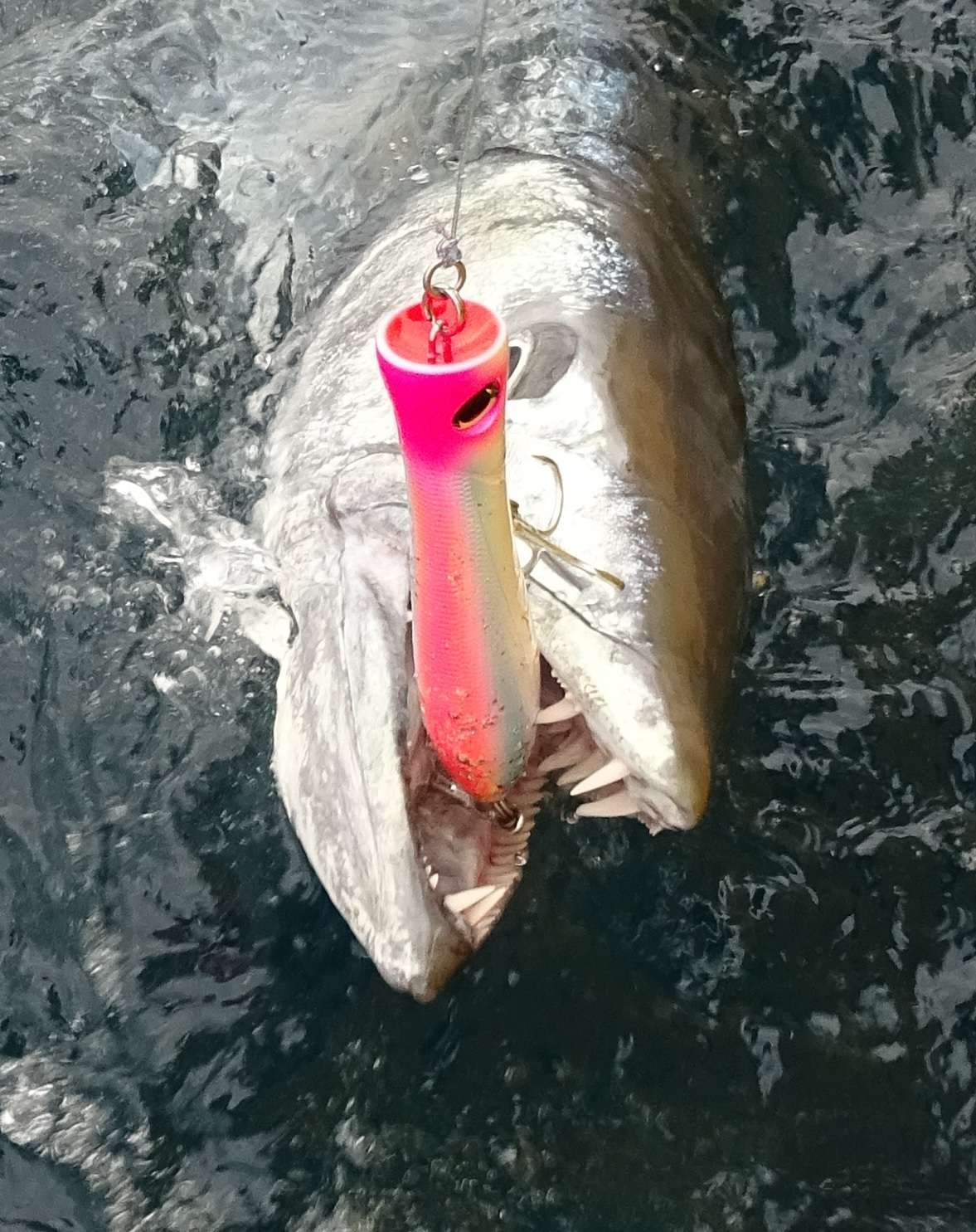 Enorme Barracuda