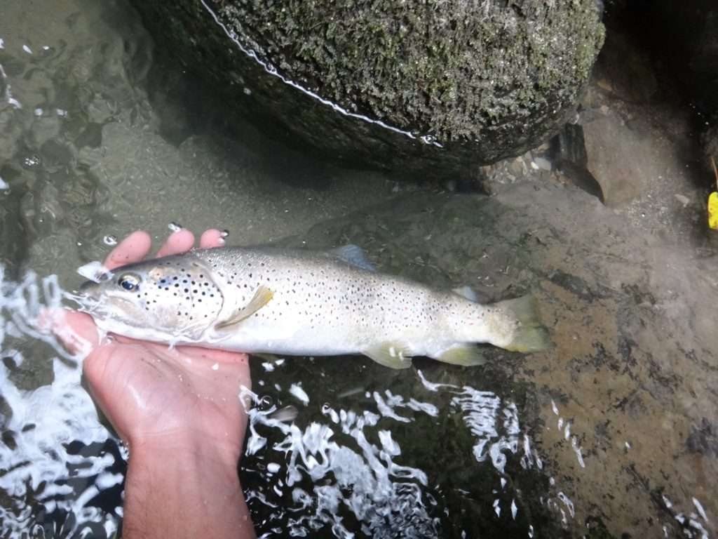 les truites arc-en-ciel ne sont pas uniquement des poissons de lâchers 