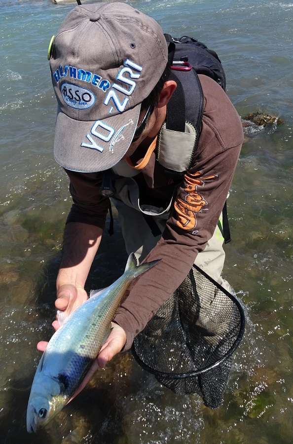 Avec sa petite taille et son profil effilé, le Crappie Dapper est parfait pour la pêche de l’alose ! 