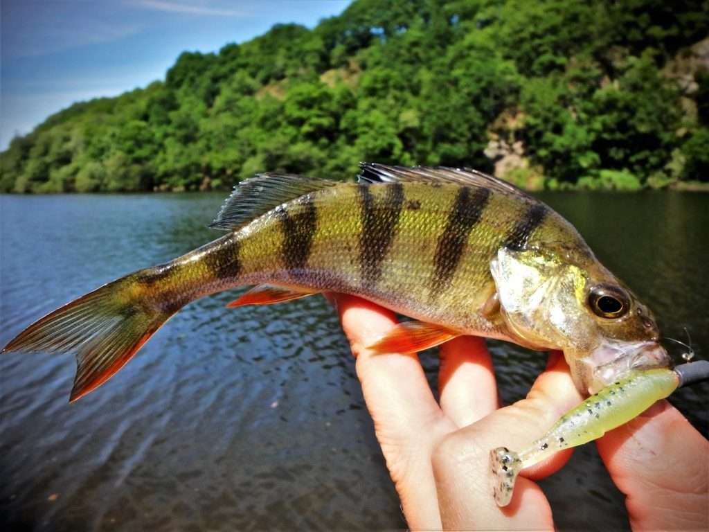 Le Crappie Dapper Bass Assassin est un aimant à perches