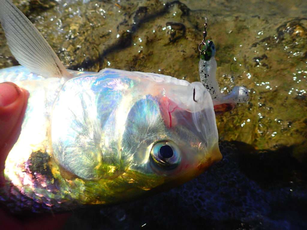 Le Crappie Dapper Bass Assassin est parfait pour la pêche de l’alose en eaux vives