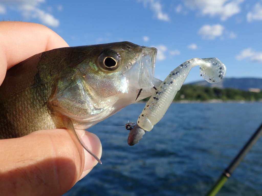 Une des 85 perches prise par Etienne  au Crappie Dapper ce jour là ! 