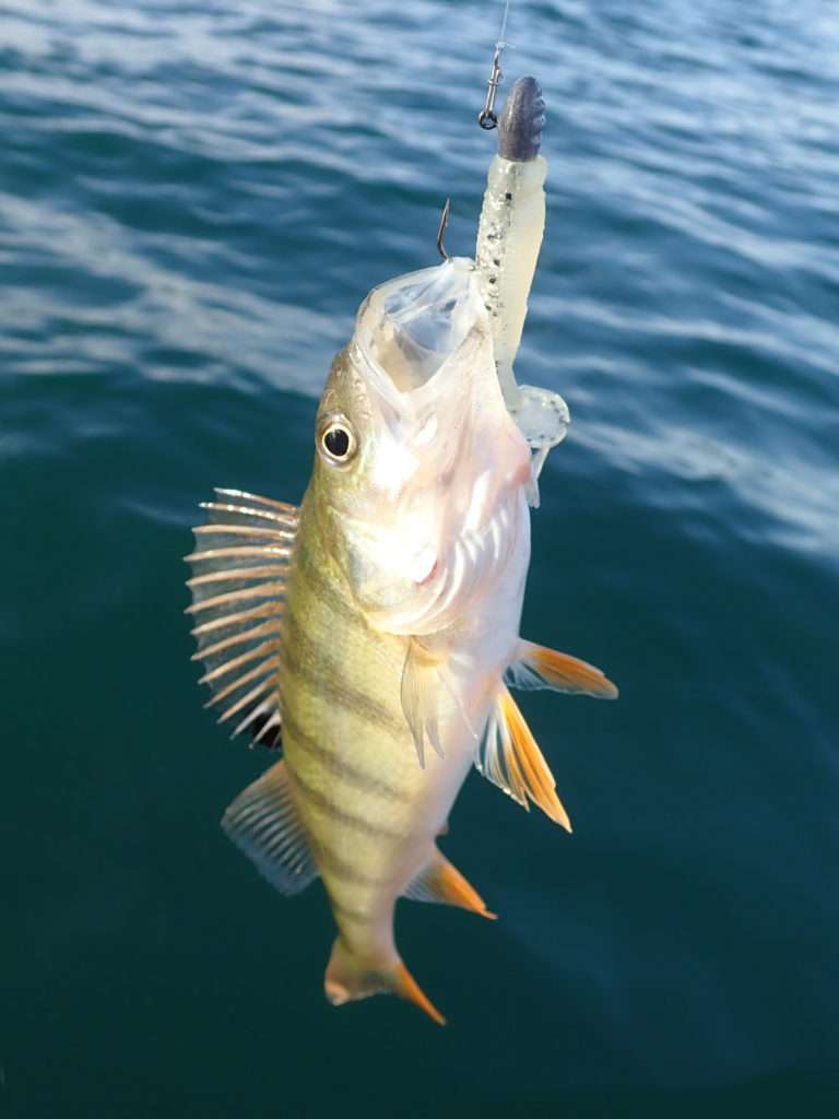 Le Crappie Dapper Bass Assassin est parfait pour la pêche des perches ! 