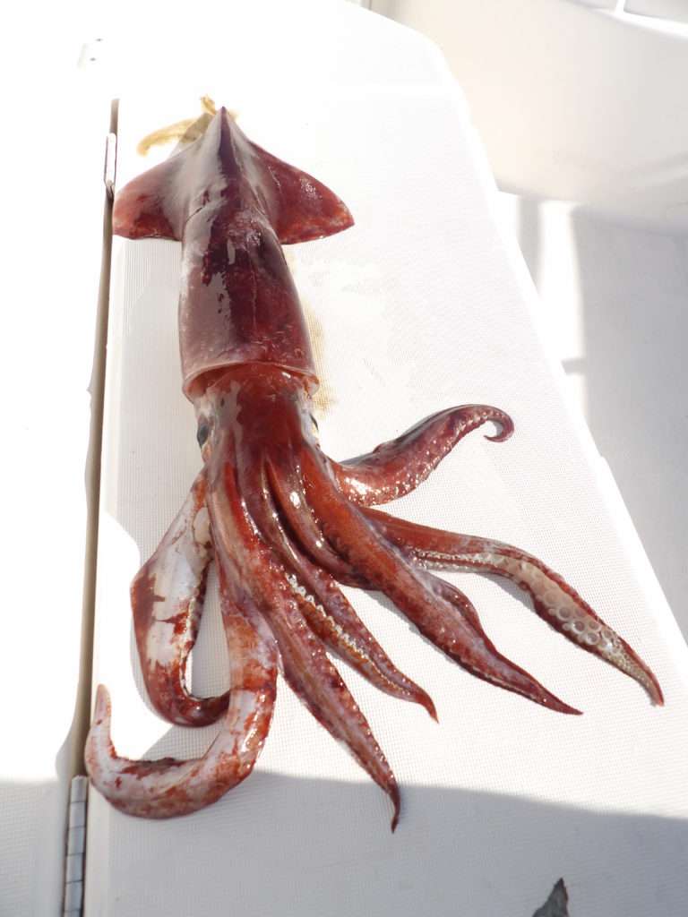 Les calamars rouges possèdent une teinte grenat presque bordeaux