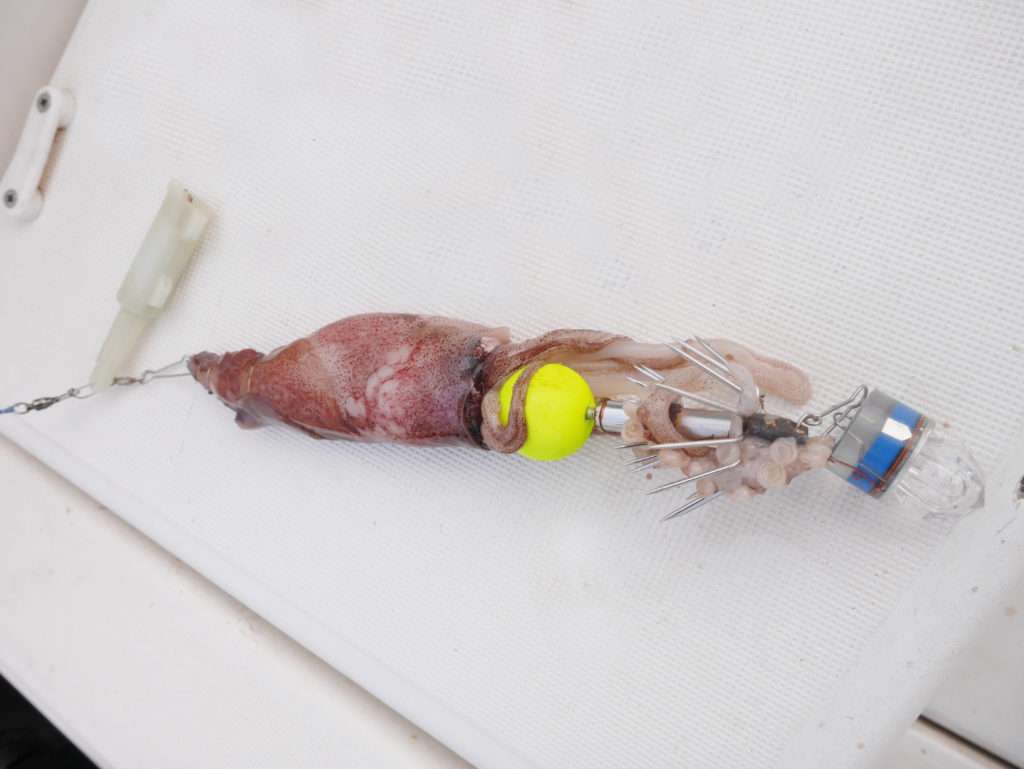 Fabien Harbers a placé une boule en mousse sur la turlutte épingle pour que le calamar reste au dessus des paniers