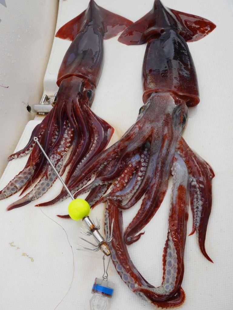 Deux calamars rouges pêchés à la turlutte aiguille Flashmer