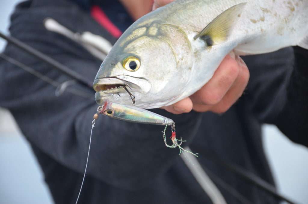 Le tassergal possédant des dents aiguisées comme des rasoirs, il est recommandé d’utiliser un fish grip tel que le Scale Luxe