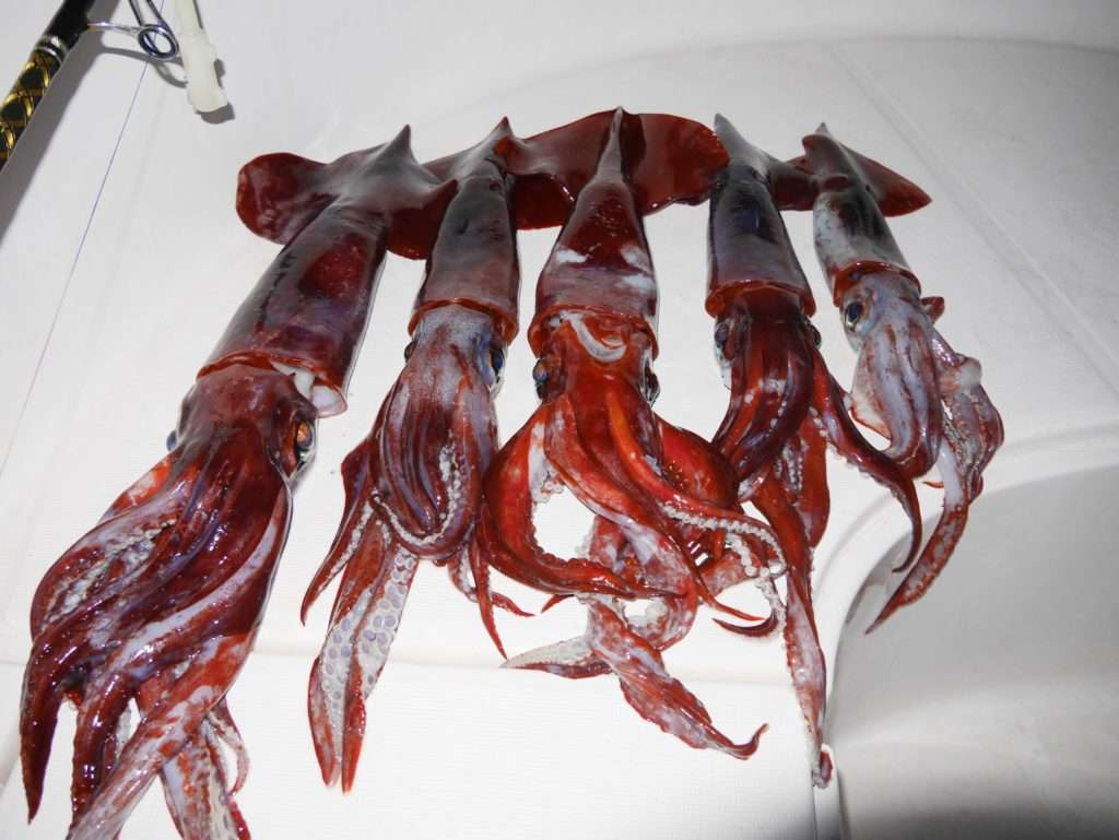 La pêche des calamars rouges en grandes profondeurs peut être très productive ! 
