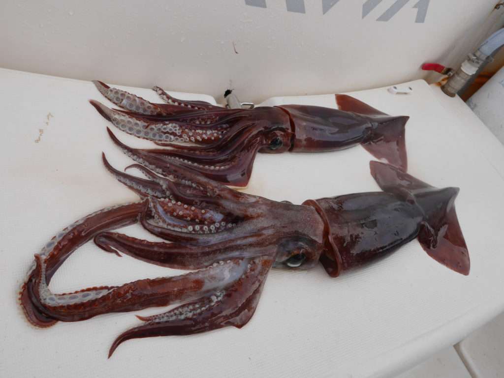 Deux énormes calamars rouges ! 