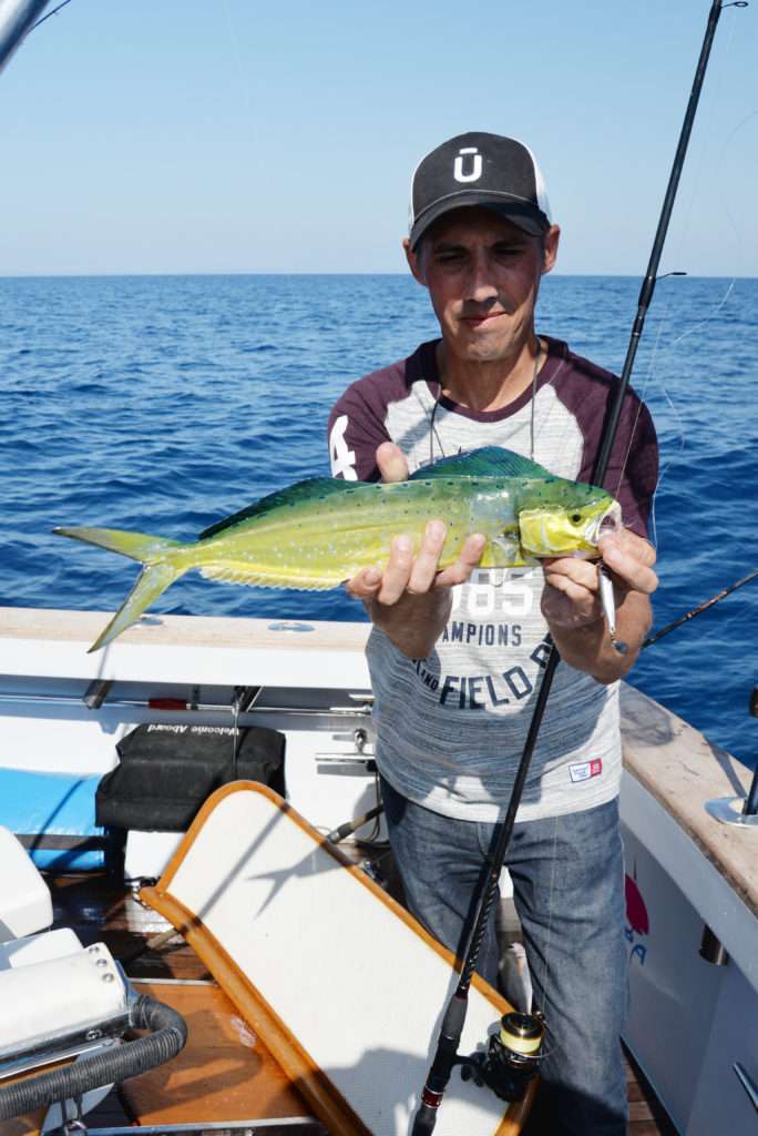 La coryphène est un poisson difficile à tenir : attention aux hameçons! 