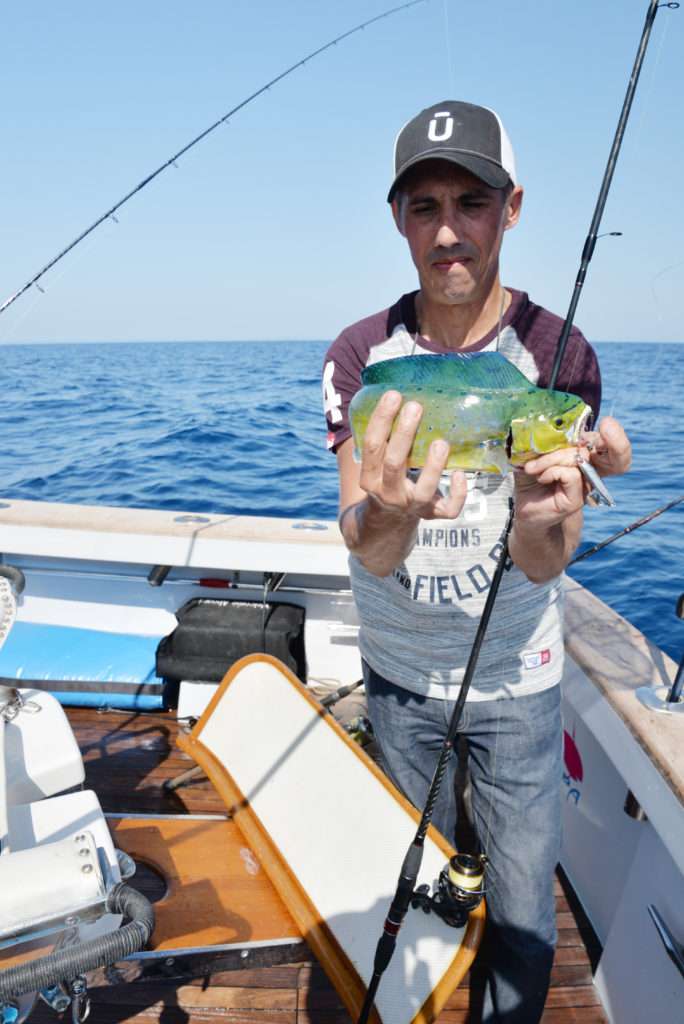 La coryphène est un poisson difficile à tenir : attention aux hameçons! 