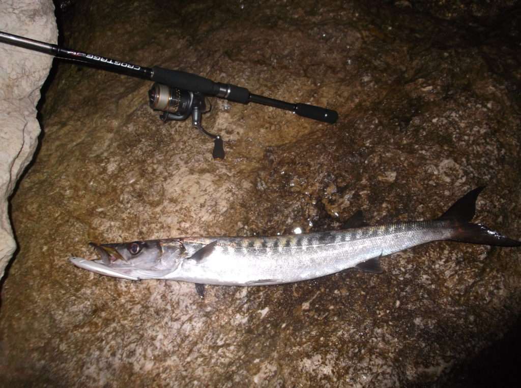 Ce barracuda pris au Megaflash devra être manipulé avec un fish grip