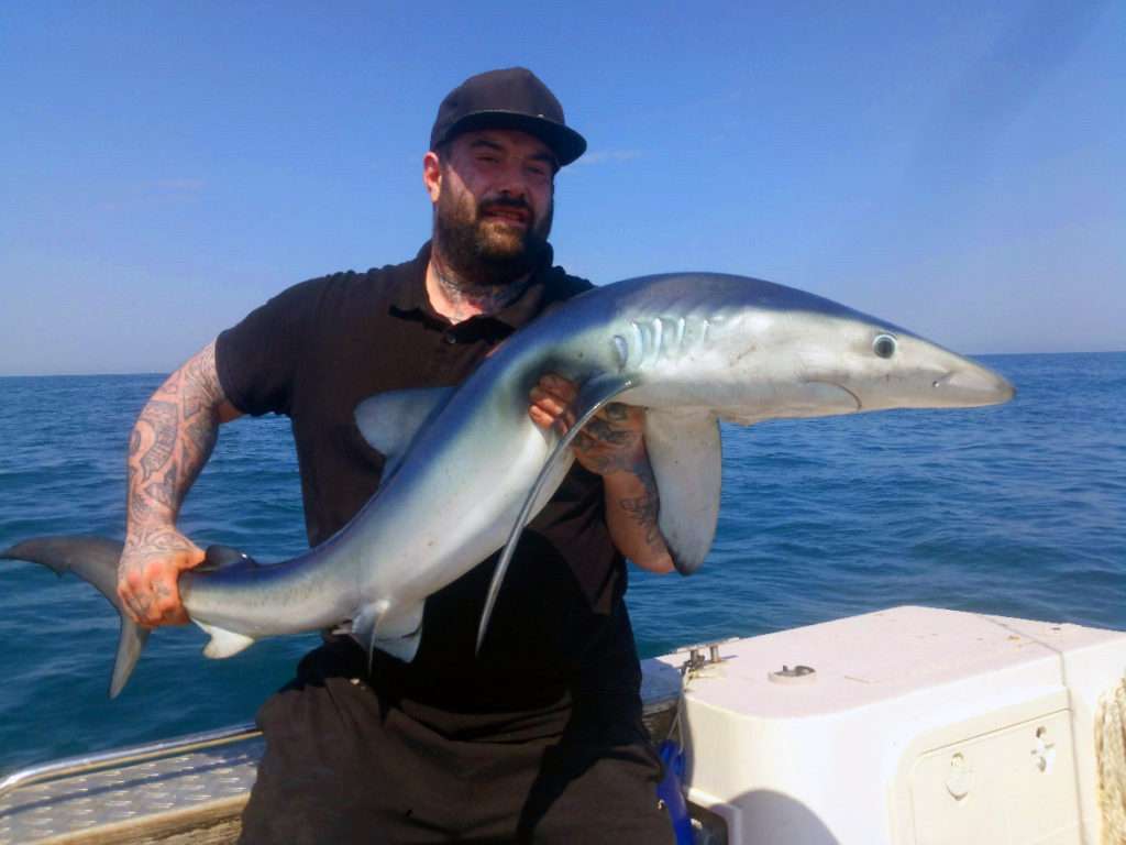 Requin peau bleue
