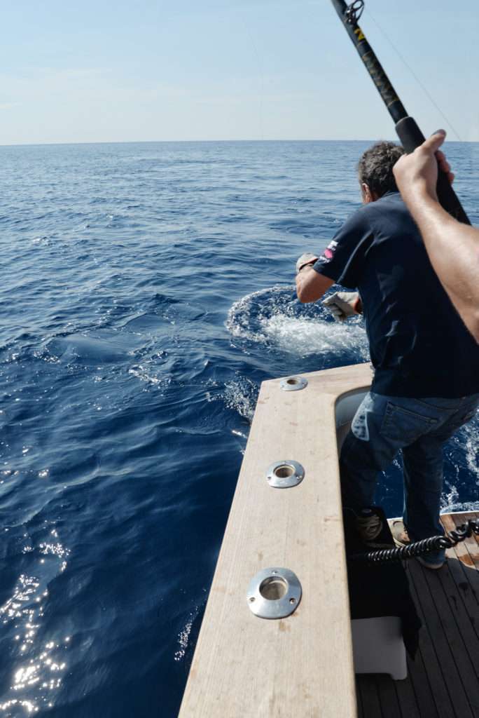 Le thon livre ses dernières forces devant le bateau