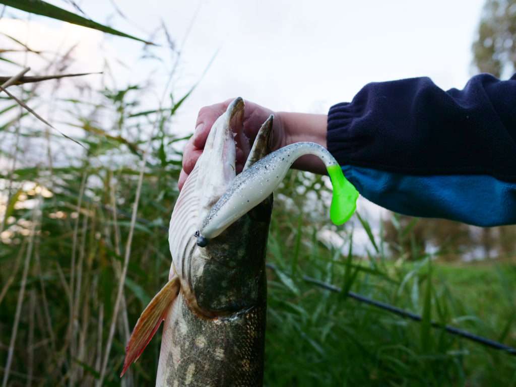 Avec sa queue couleur chartreuse, ce Sea Shad a séduit ce beau brochet