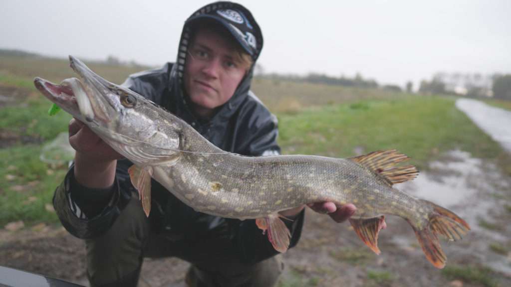 Avec sa queue couleur chartreuse, ce Sea Shad a séduit ce beau brochet