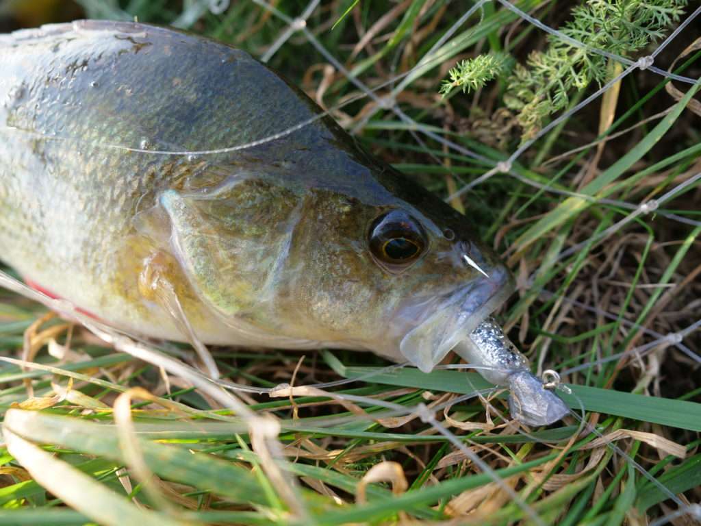 Les belles perches apprécient le Sea Shad Bass Assassin