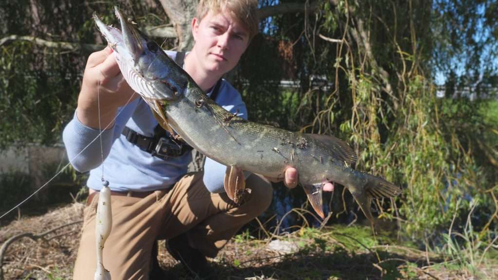 Brochet pris au Sea Shad monté sur une petite tête plombée ronde