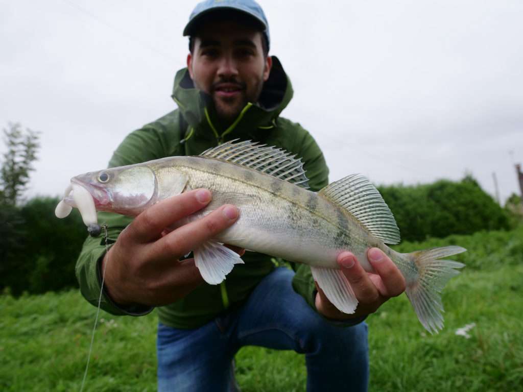 Les sandres apprécient particulièrement le Sea Shad Bass Assassin