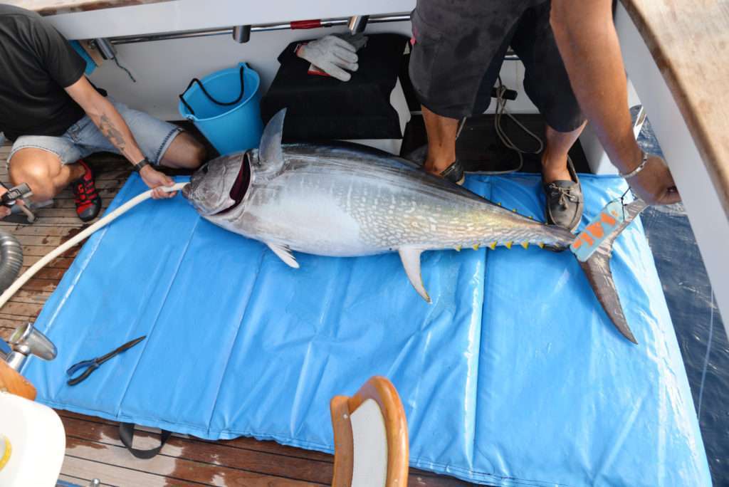 Pour les thons plus gros, nous utilisons le tapis de réception et nous oxygénons le poisson avec un tuyau