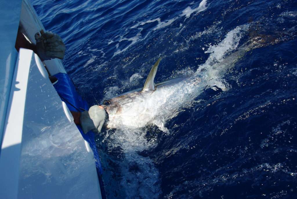 Un armement en simple permet de tirer le poisson en se saisissant du leurre à la main